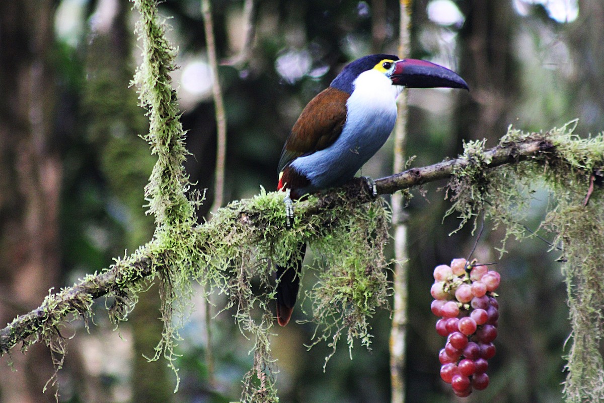 Андигена білощока - ML647532695