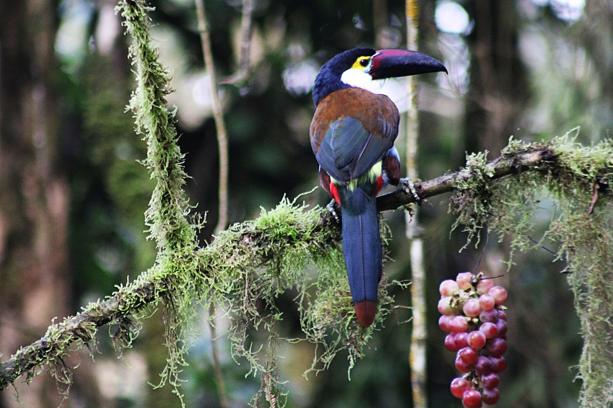 Андигена білощока - ML647532696
