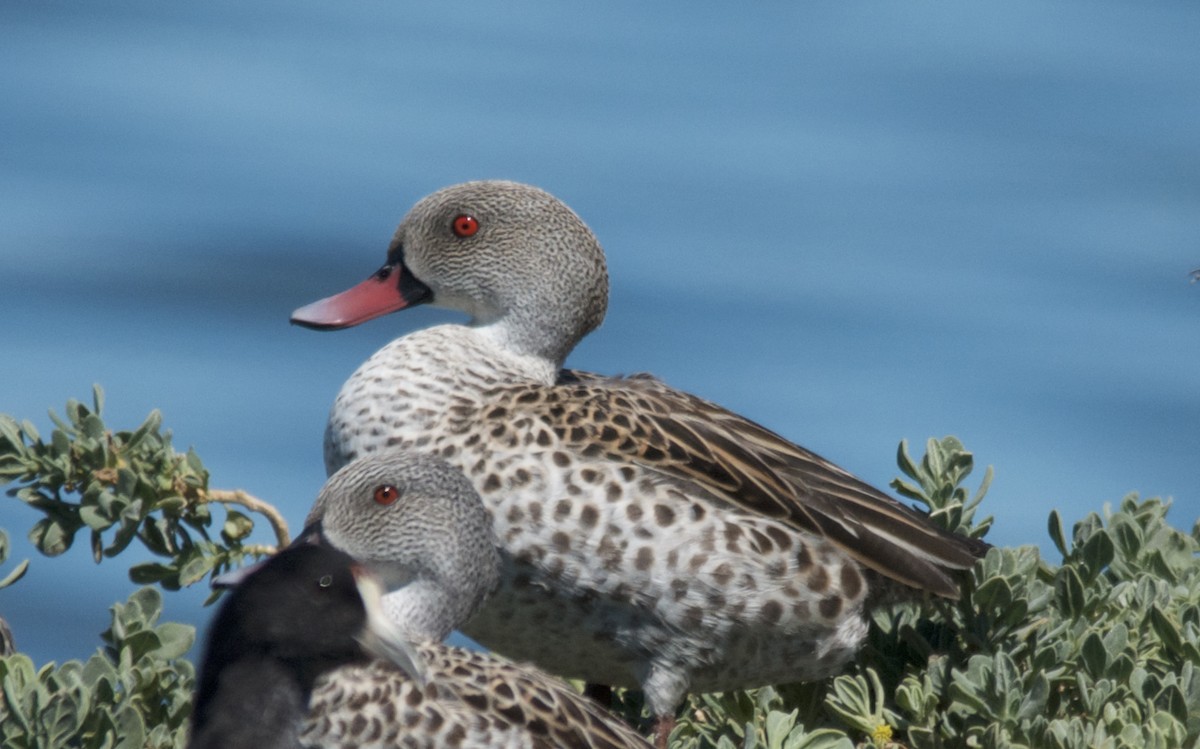 Cape Teal - ML647532697