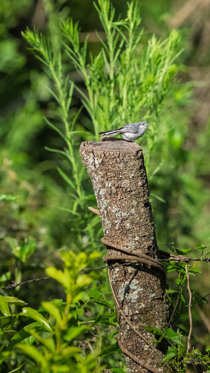 Gobemoucheron masqué - ML647532699