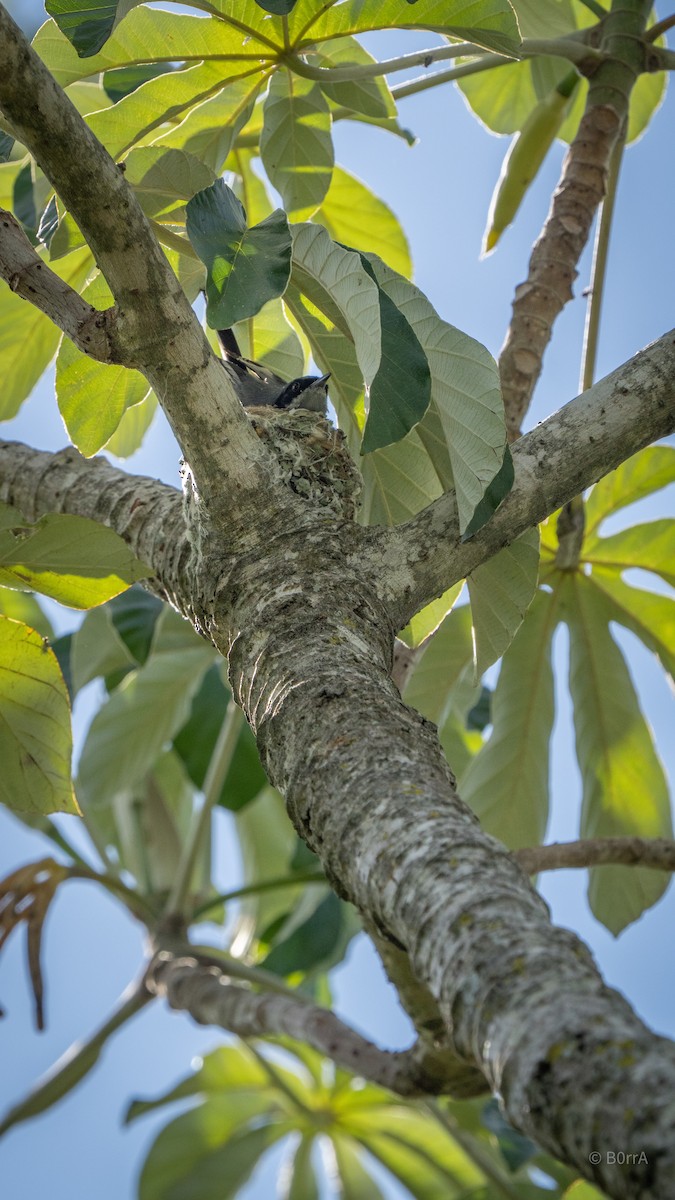 Gobemoucheron masqué - ML647532700