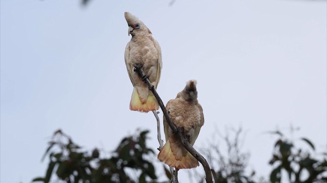 Западный какаду - ML647532701