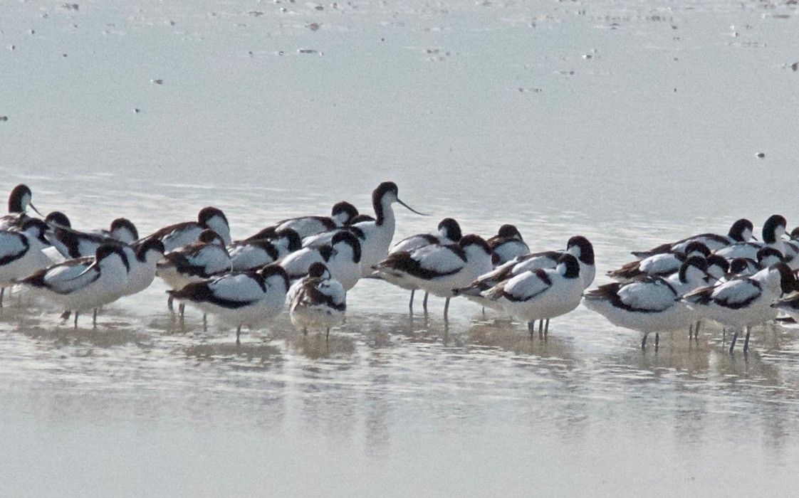 Avocetta - ML647532709