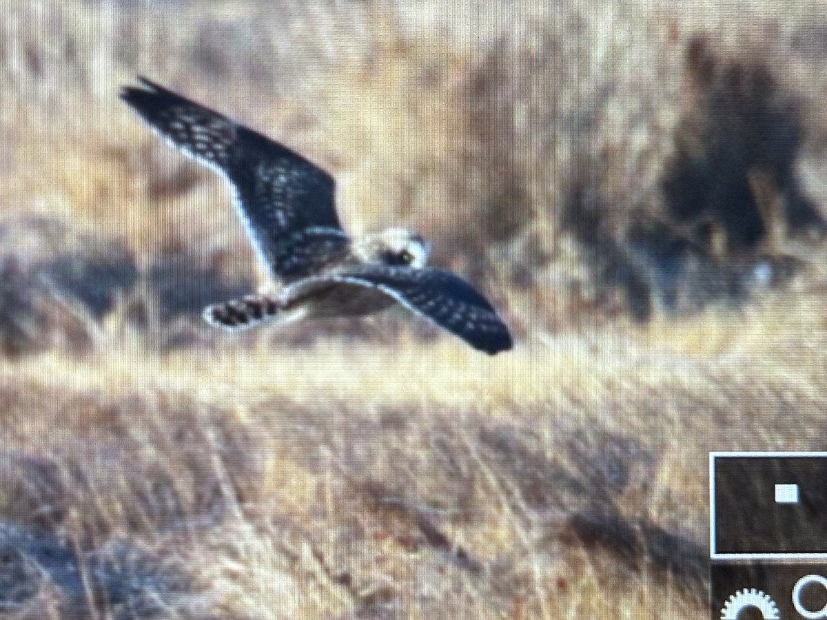 Short-eared Owl (Northern) - ML647532715
