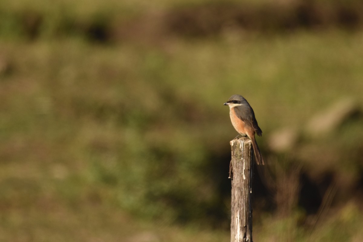 Тибетский сорокопут - ML647532716