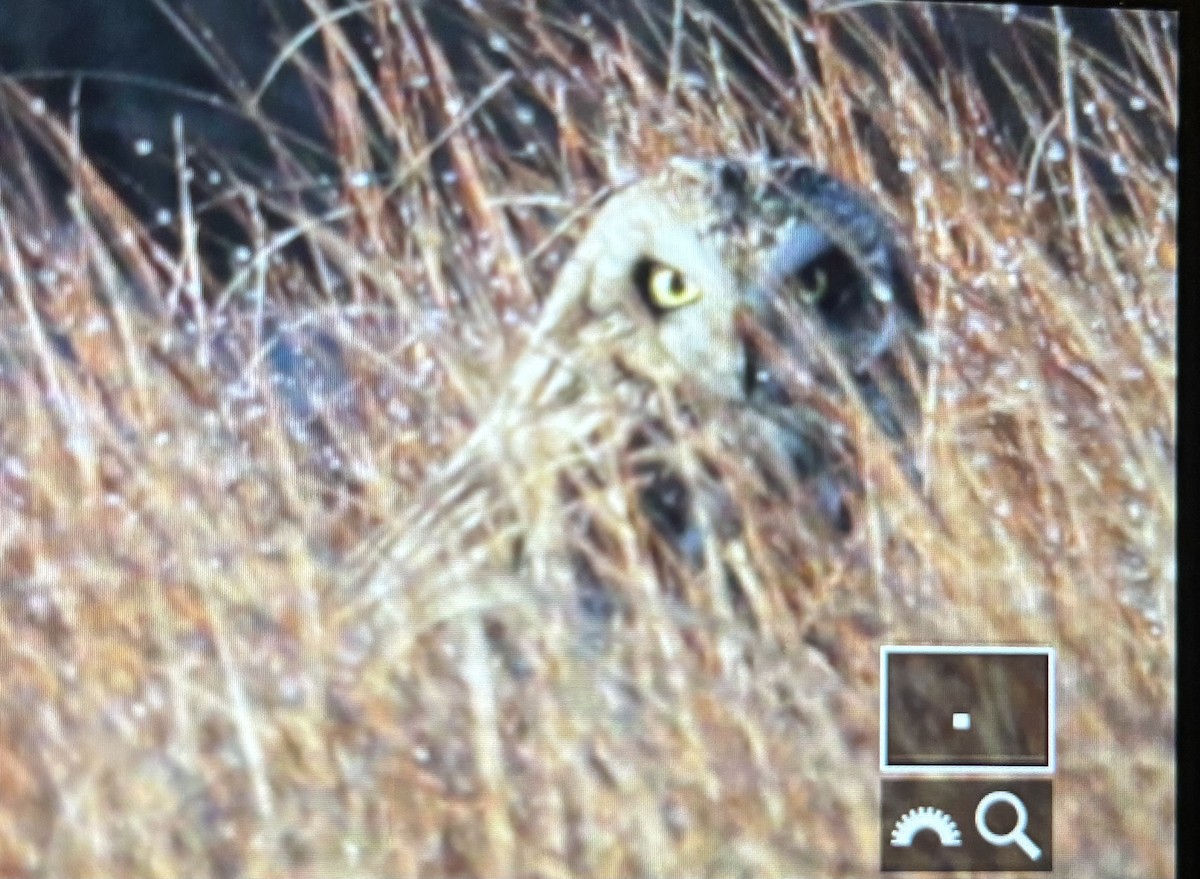 Short-eared Owl (Northern) - ML647532717