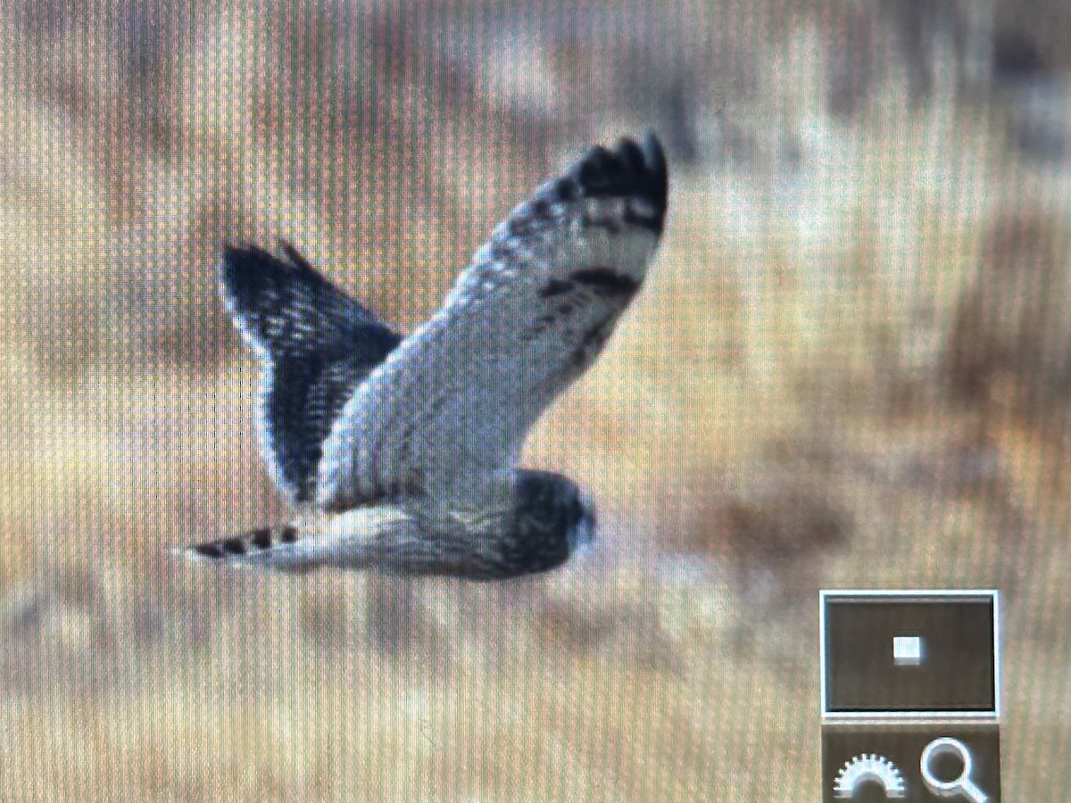 Short-eared Owl (Northern) - ML647532718