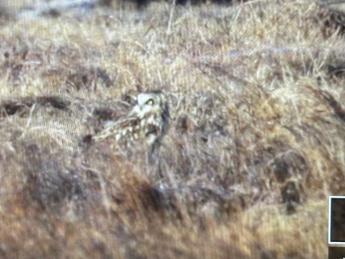 Short-eared Owl (Northern) - ML647532719