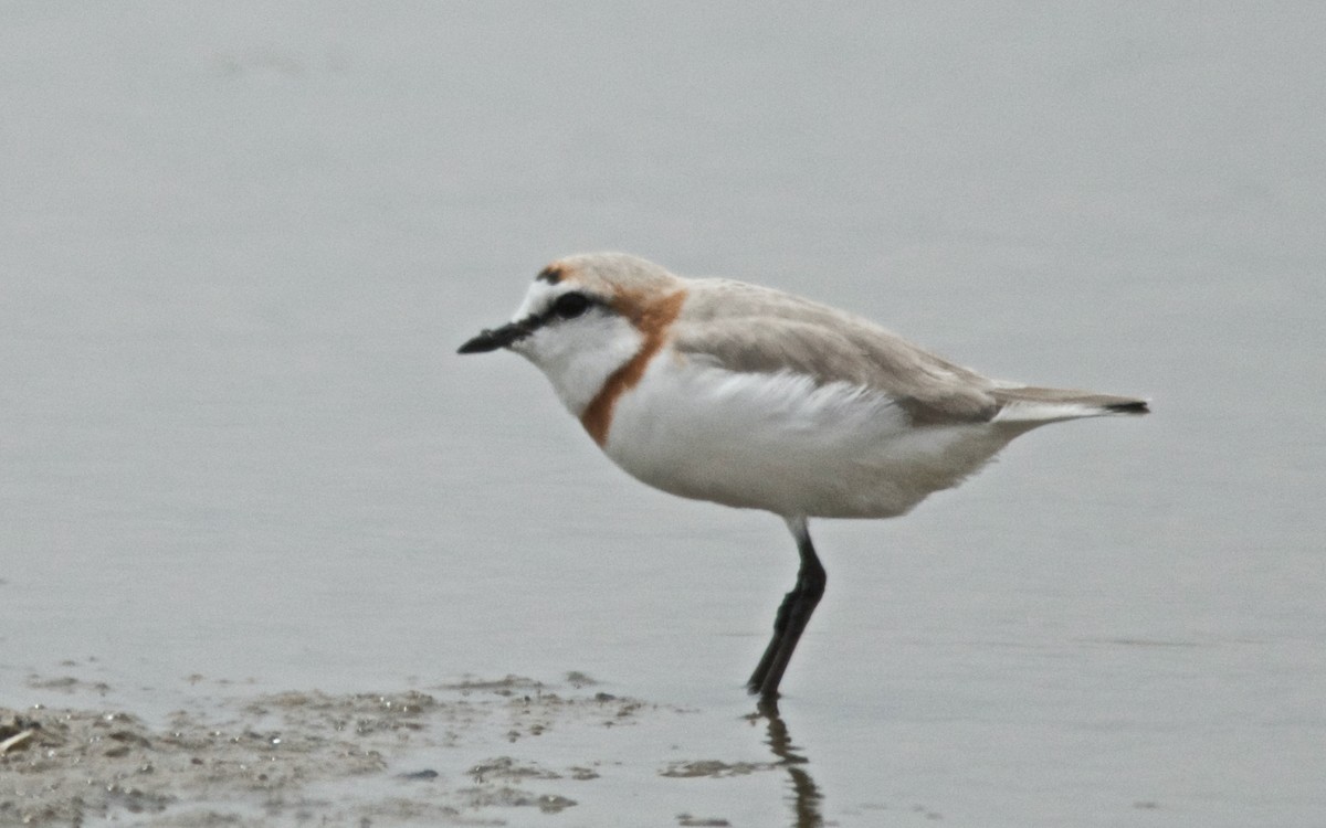 Chestnut-banded Plover - ML647532720