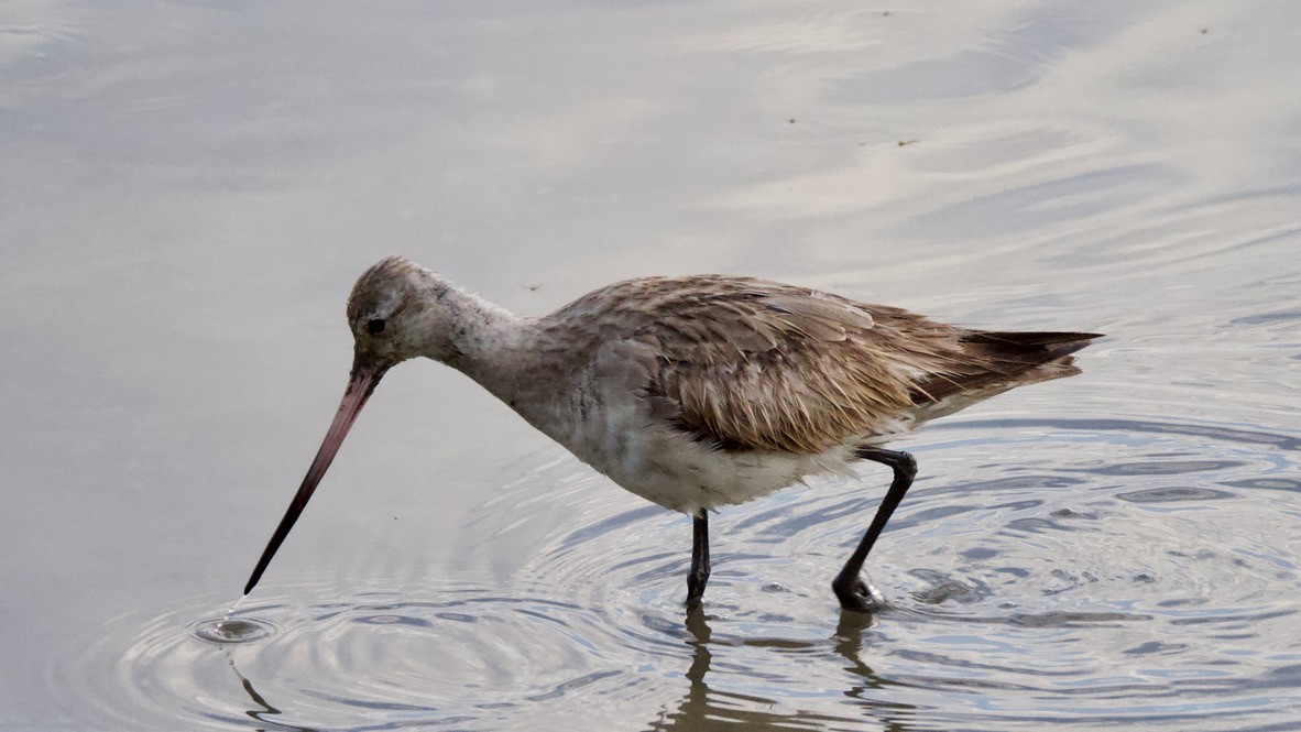 Pittima minore - ML647532730