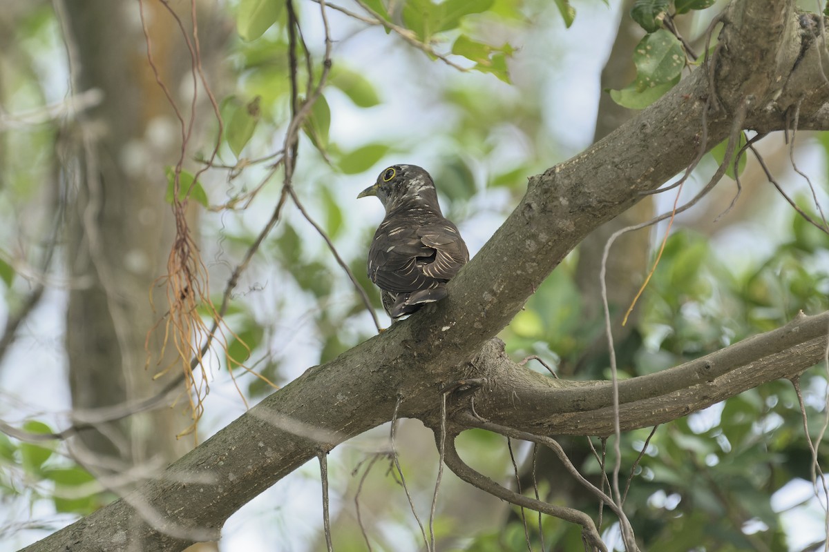 Индийская кукушка - ML647532734