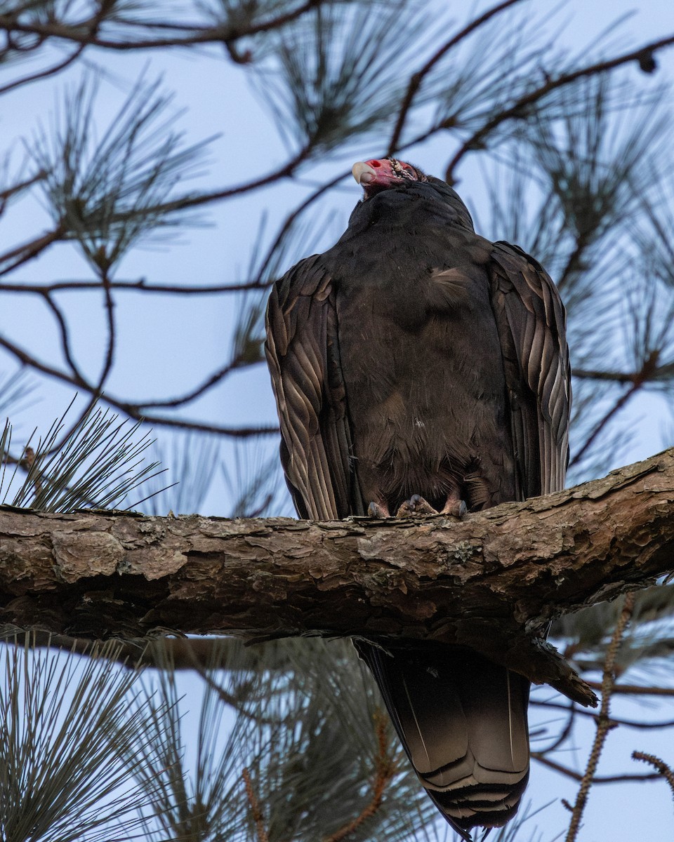 Turkey Vulture - ML647532746