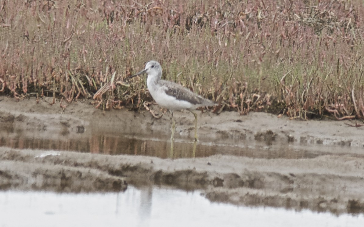 Albastrello - ML647532755