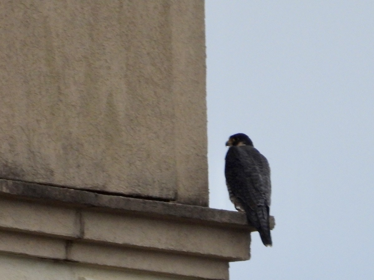 Peregrine Falcon - ML647532761