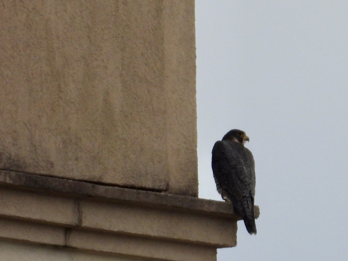 Peregrine Falcon - ML647532762
