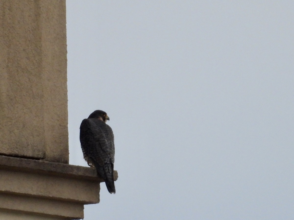 Peregrine Falcon - ML647532763