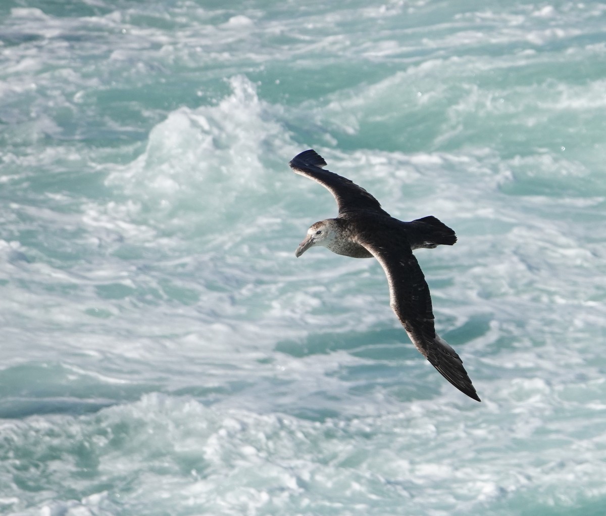 סערון-ענק דרומי - ML647532770