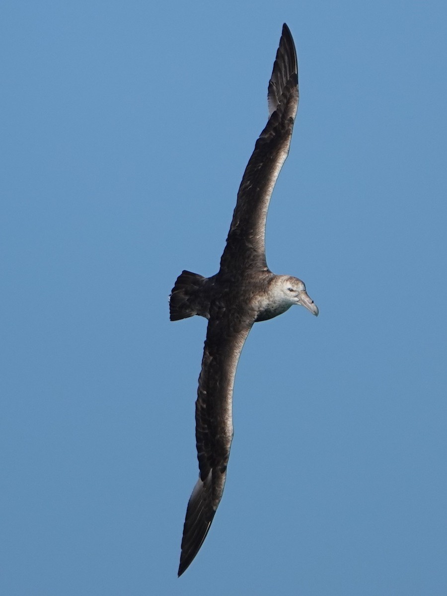 סערון-ענק דרומי - ML647532779