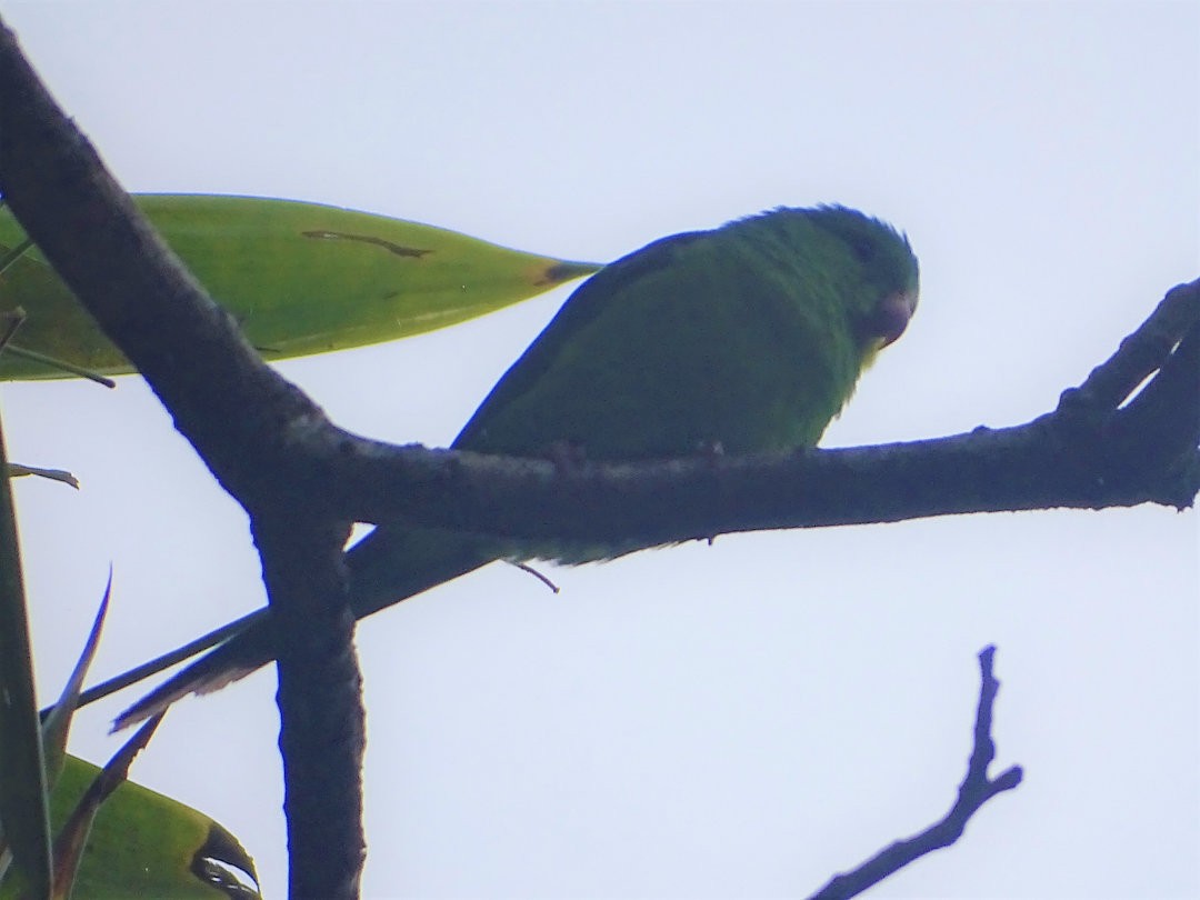 オナガミドリインコ - ML647532783