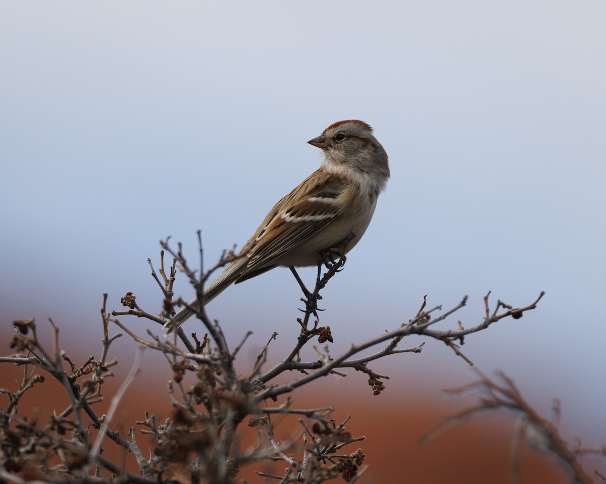 ムナフヒメドリ - ML647532787