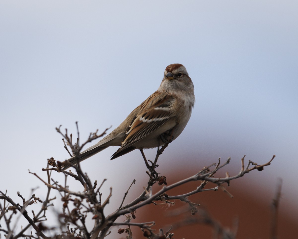 ムナフヒメドリ - ML647532788