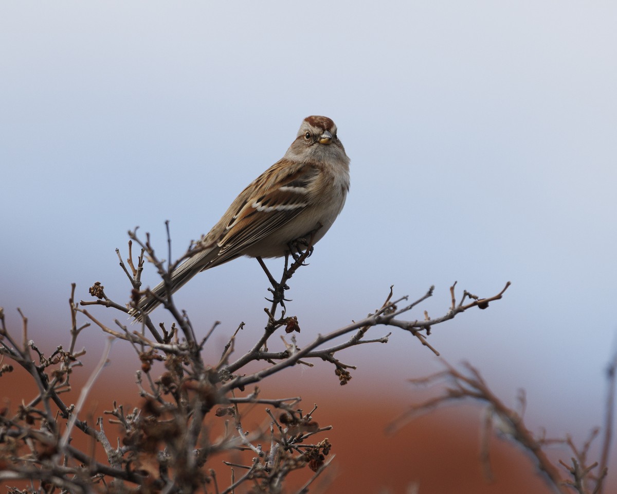 ムナフヒメドリ - ML647532789