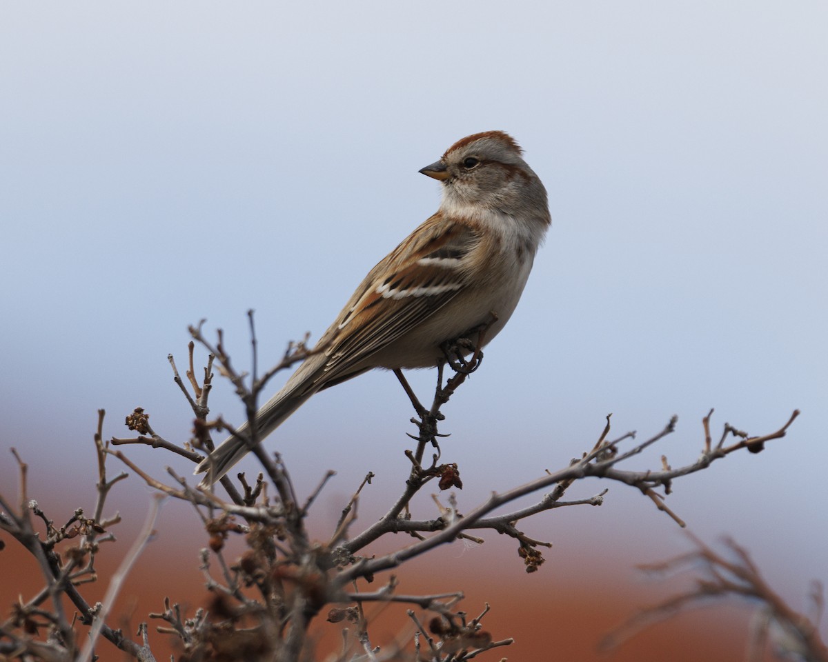 ムナフヒメドリ - ML647532790