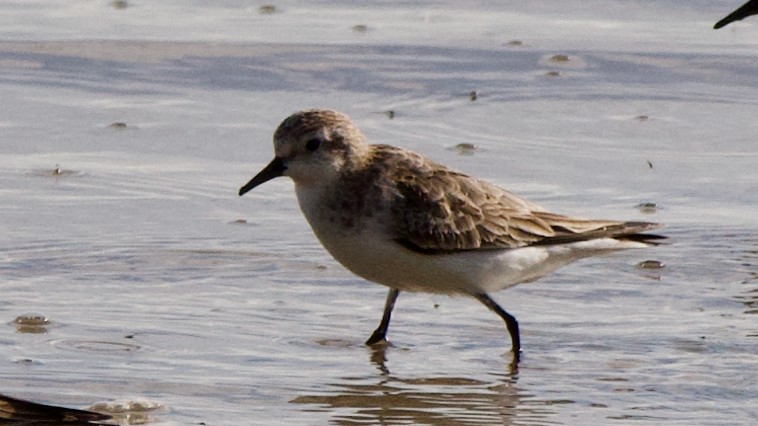 Piovanello comune - ML647532792