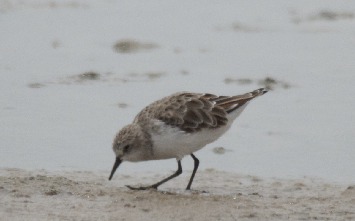 Gambecchio comune - ML647532802