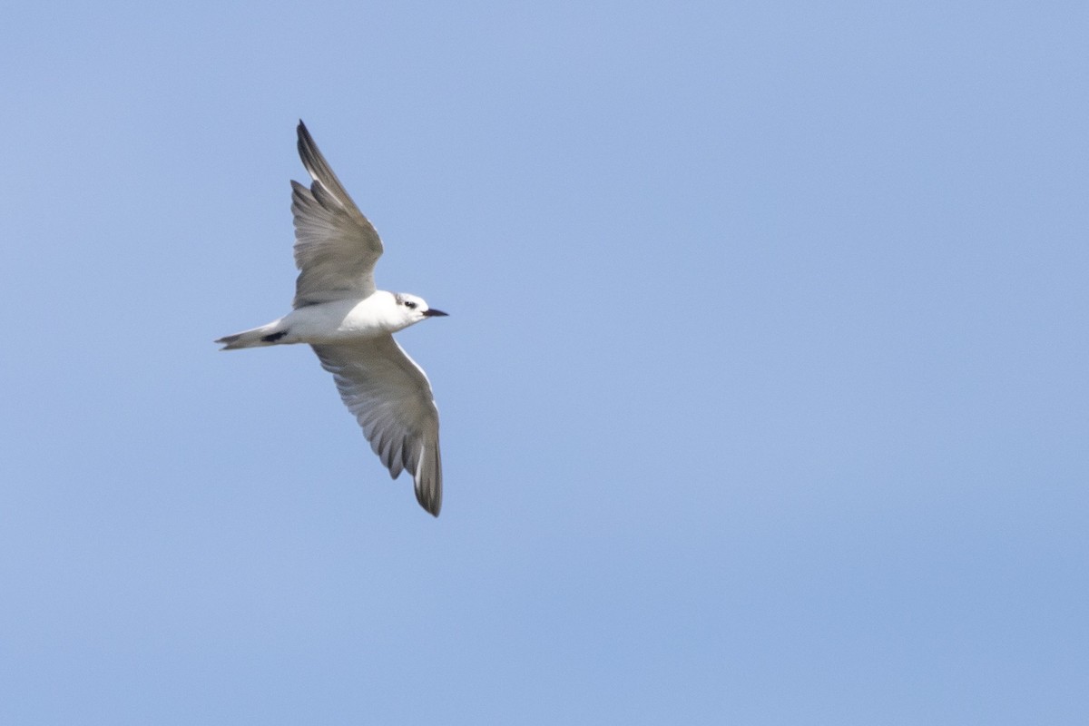 Чайконосая крачка - ML647532831