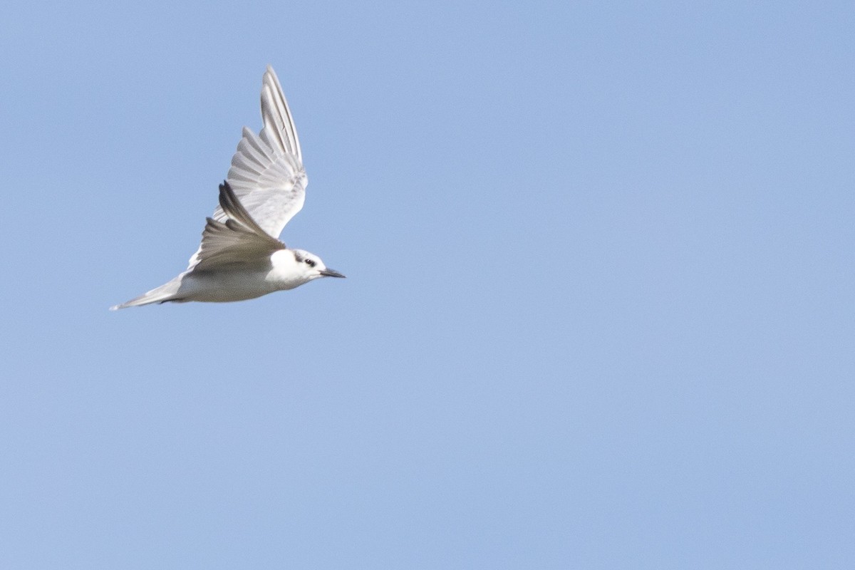 Чайконосая крачка - ML647532832