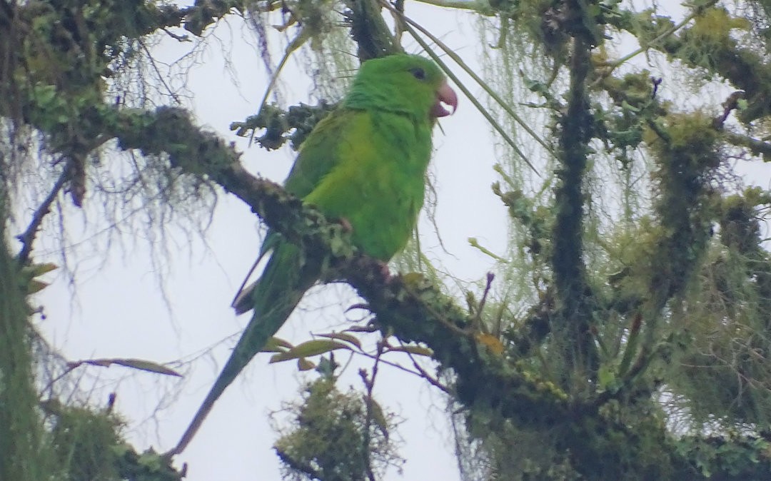 オナガミドリインコ - ML647532836