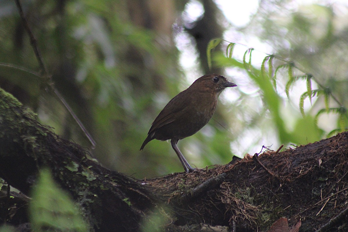 Бурая питтовая муравьеловка - ML647532840