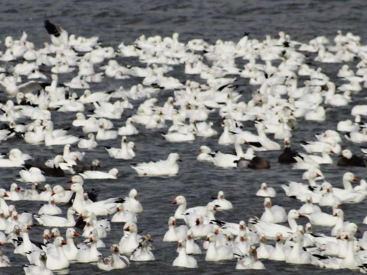 Гусь Росса - ML647532841