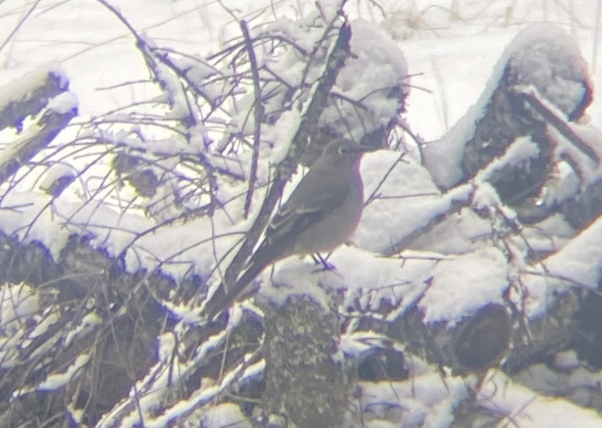 Горный кларино - ML647532842