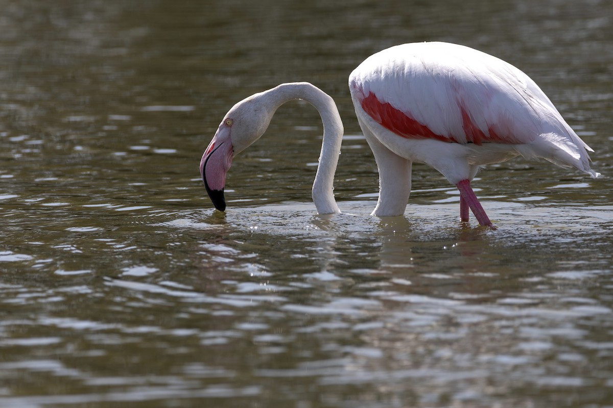 Розовый фламинго - ML647532843