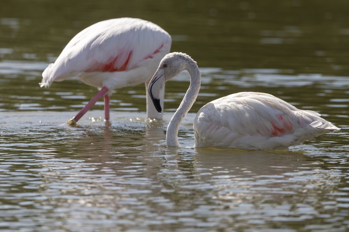 Розовый фламинго - ML647532844