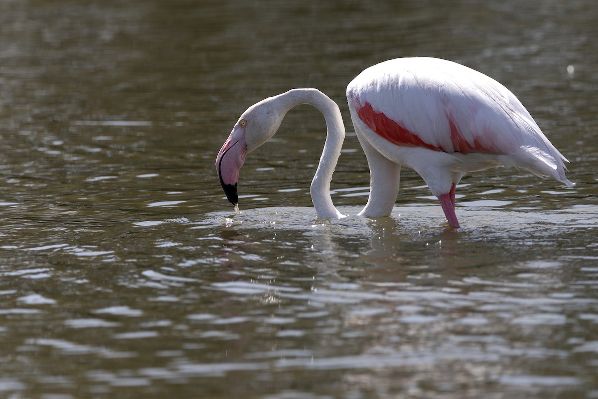 Розовый фламинго - ML647532845