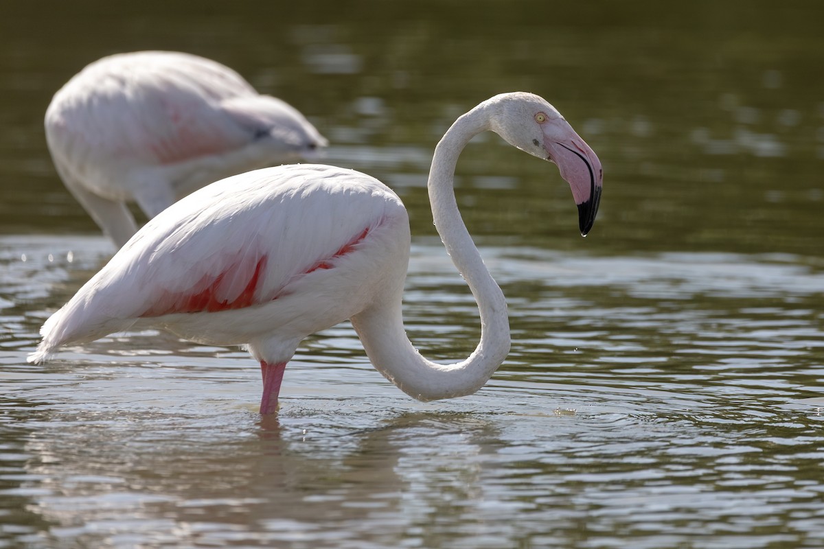 Розовый фламинго - ML647532846