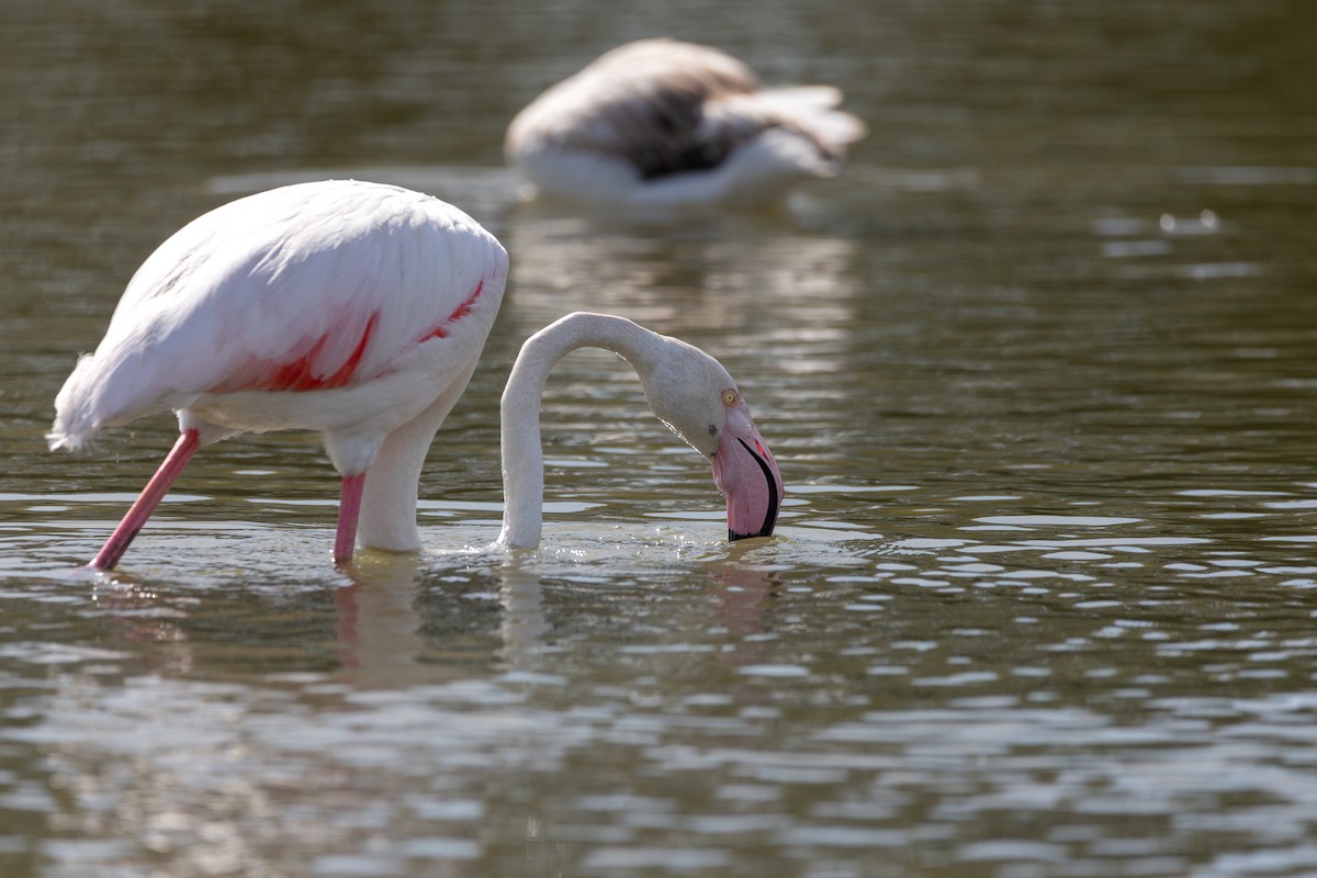 Розовый фламинго - ML647532847