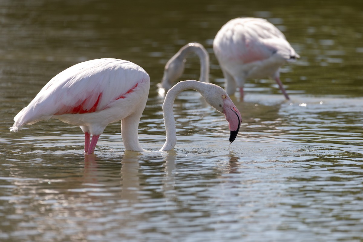 Розовый фламинго - ML647532848