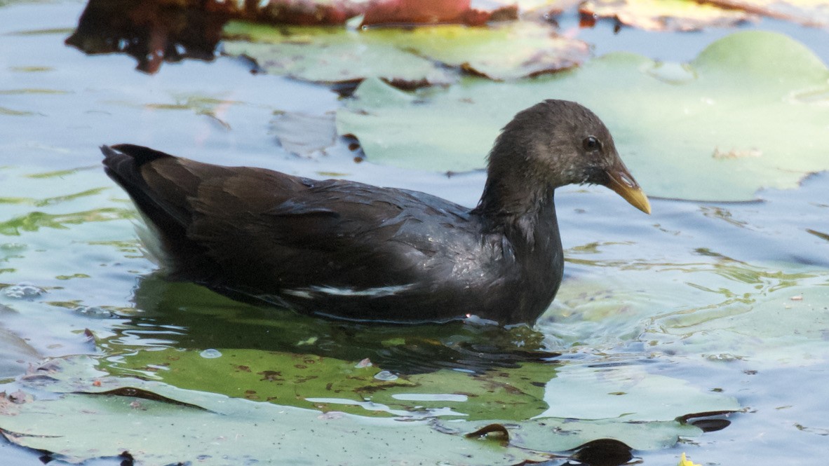 Камышница - ML647532849