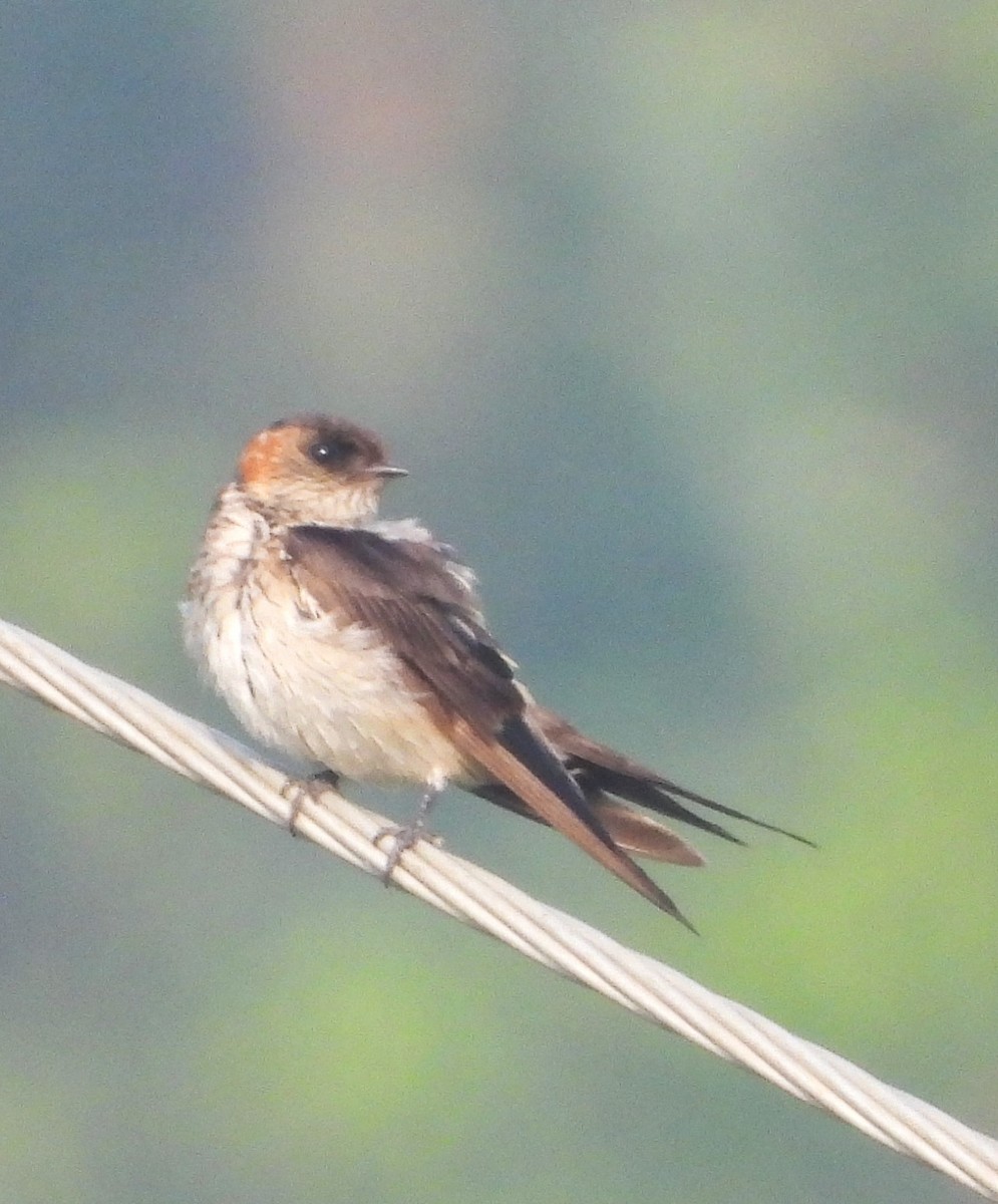 Восточная рыжепоясничная ласточка - ML647532852