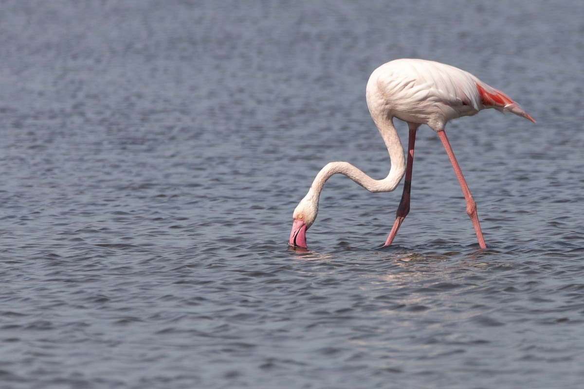 Розовый фламинго - ML647532853