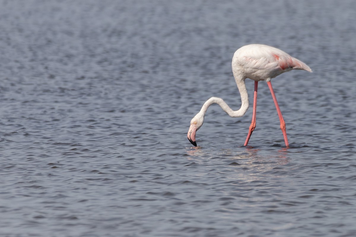 Розовый фламинго - ML647532854