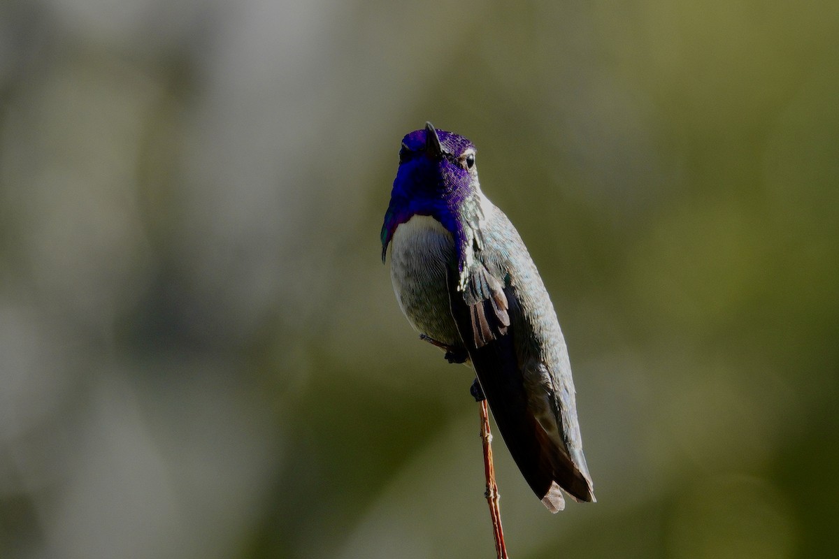 Фиалковый калипсо - ML647532855