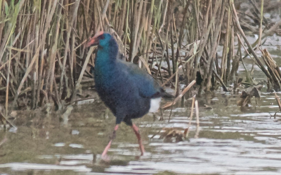 Африканская султанка - ML647532858