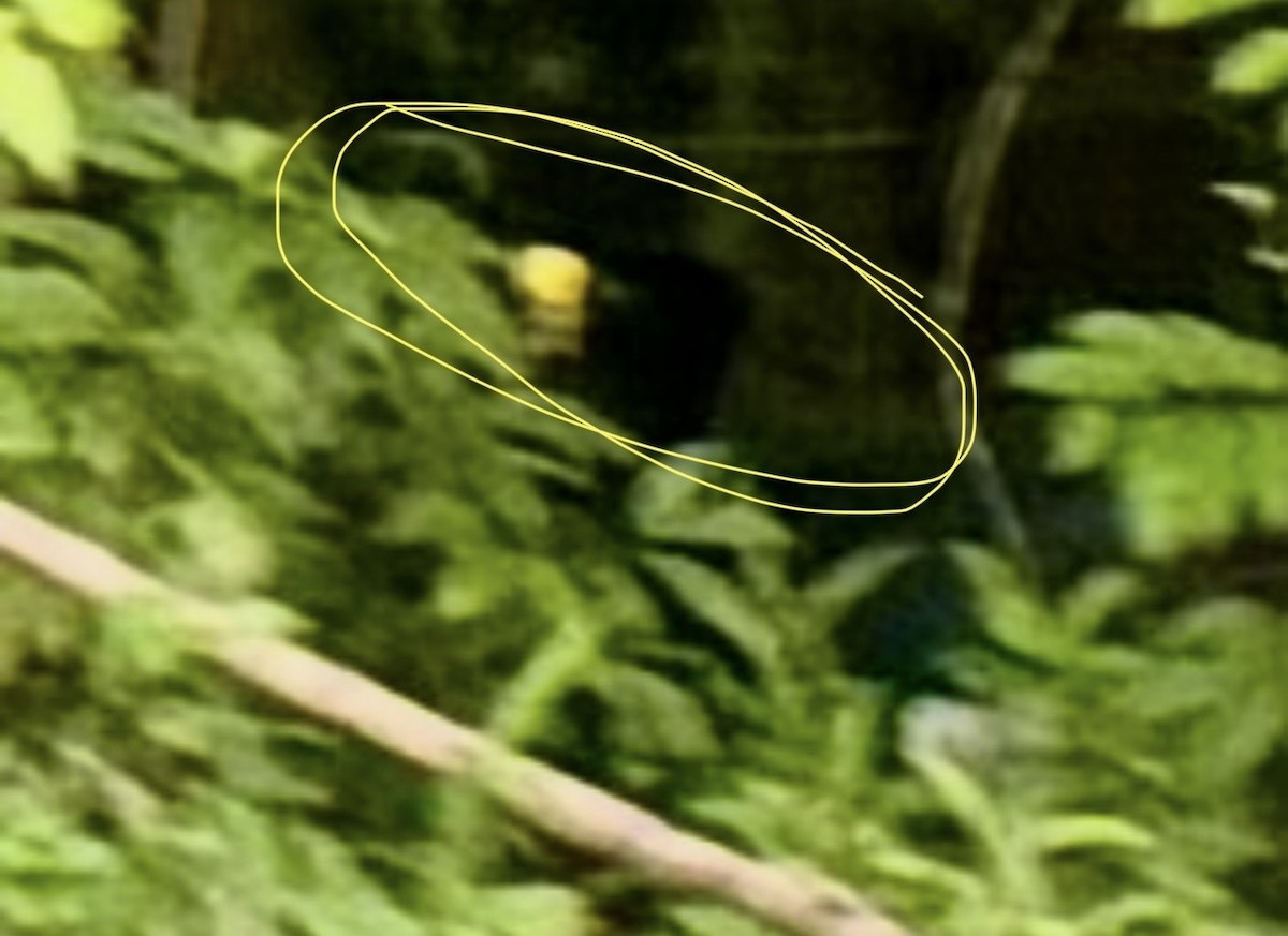 Большой кракс - ML647532862