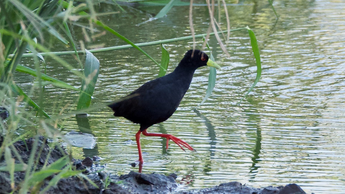 Чёрный погоныш - ML647532865