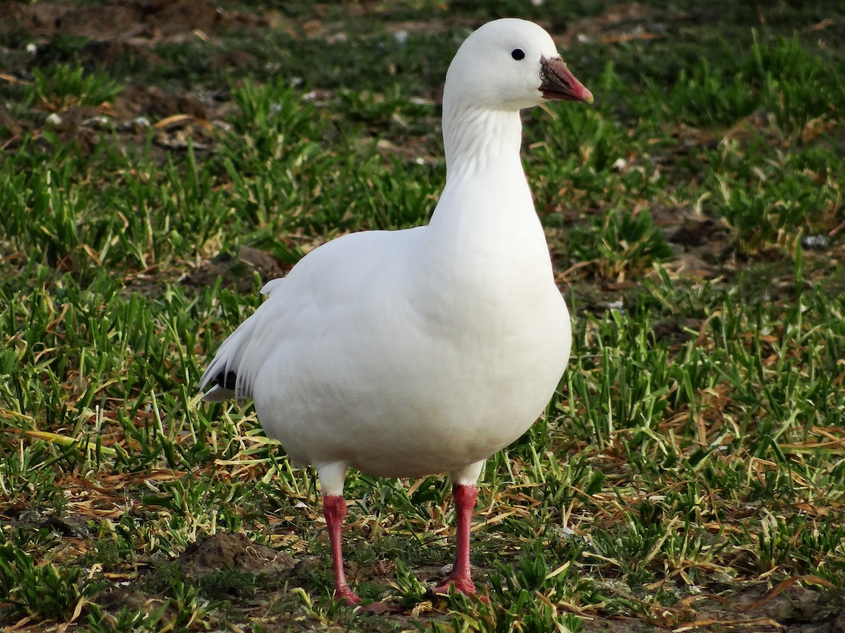 Гусь Росса - ML647532869